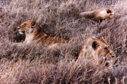 Lion Lounging