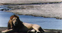 Lion Lying 2